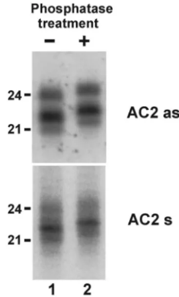Figure 2. ACMV-derived siRNAs are phosphorylated at the 5 0 end RNA gel blot analysis of 20 mg total RNA prepared from ACMV-infected wild-type N.benthamiana and treated (+) or not () with alkaline phosphatase