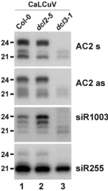 Figure 5. DCL2 and DCL3 produce distinct size-classes of CaLCuV siRNAs in Arabidopsis RNA gel blot analysis of 20 mg total RNA prepared from the geminivirus CaLCuV-infected wild-type (La-er and Col-0) and DCL2 and DCL3 loss-of-function mutant (dcl2-5 and d
