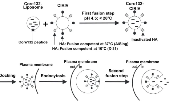 Fig. 1. Schematic representation of the preparation of chimeric virosomes containing the Core132 peptide with the two fusion steps