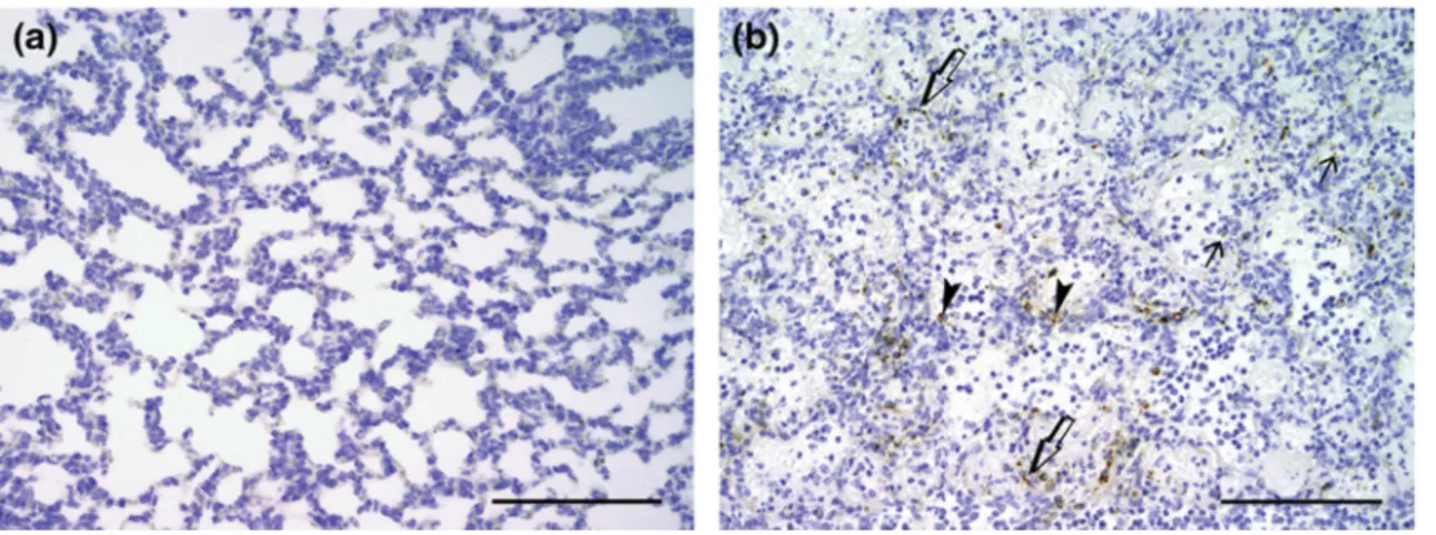 Figure 6. Immunohistochemistry of pulmonary tissue in a calf at 2 dpi. (a) Control: There is no Parachlamydia-specific staining by the indirect immunoperoxidase method