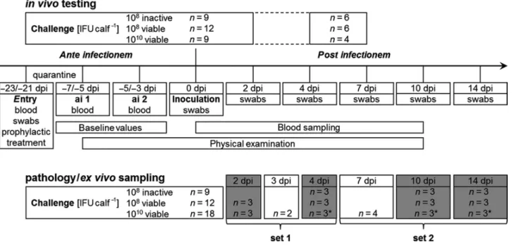 Figure 1. Study design. Flow chart indicates procedures and sampling over time. In total, 39 individuals were enrolled; 30 were included in in vivo testing during the corresponding time span
