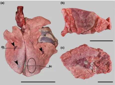Figure 4. Distribution and extent of macroscopic pulmonary lesions 2 dpi in a calf inoculated with 10 10 IFU of viable Parachlamydia acanthamoebae