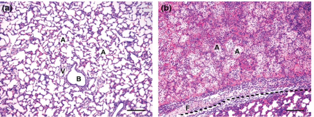 Figure 5. Histology of pulmonary tissue in a calf at 2 dpi. (a) Control: Morphologically normal pulmonary tissue with alveoli (A) separated by thin interalveolar septa, bronchioli (B) and blood vessels (V)