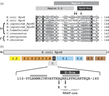 Fig. 1. Sequence alignment and conserved regions of Escherichia coli RpoH. (a) Sequences of selected RpoH homologs from Alpha- and Gammaproteobacteria are aligned with E