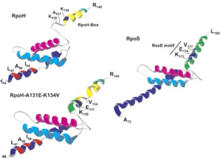 Fig. 6. Structure model of region 2 of Escherichia coli RpoH-WT, RpoH-A131E-K134V and RpoS
