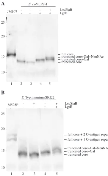 Fig. 2. The truncated lipid A core in E. coli LPS-1 (A) and S. Typhimurium SKI22 (B) can be modi ﬁ ed with a GM3 epitope