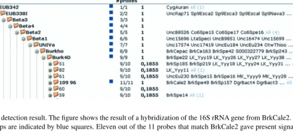 Fig. 3. Visualization of a detection result. The figure shows the result of a hybridization of the 16S rRNA gene from BrkCale2