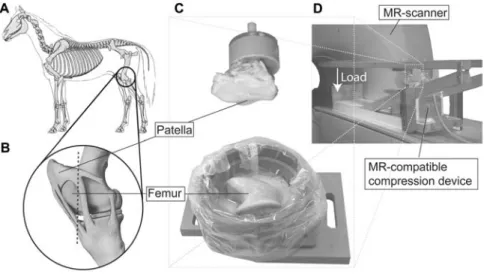Figure 1 Sketch of the sample preparation from equine patellofemoral joints (A, B).