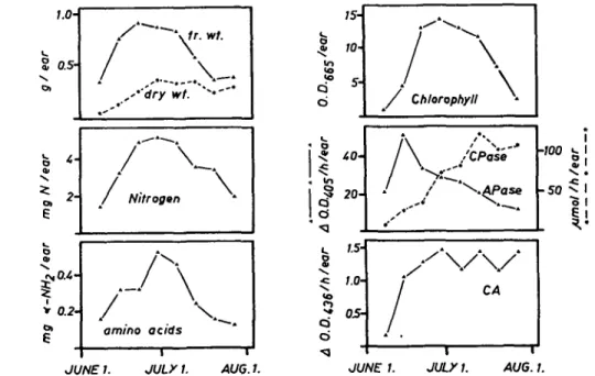 Fig. 1. Changes in nitrogen content and in proteolytic activities of wheat glumes during maturation