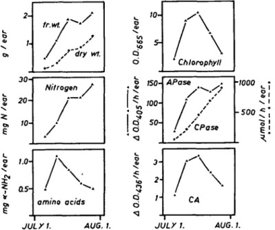 Fig. 2. Changes in nitrogen content and in proteolytic activities of wheat kernels during maturation