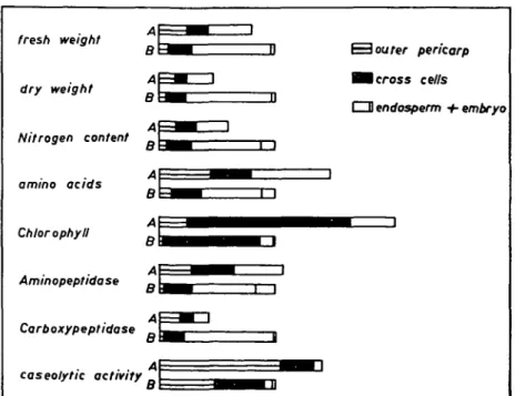 Fig. 3. Distribution of nitrogen and of proteolytic activities in kernels of field-grown wheat