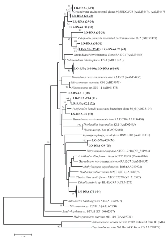 Fig. 1. Neighbour-joining tree calculated from deduced amino acid sequences of form IA RubisCO genes obtained from sampling stations LO, LR and LN and sequences retrieved from NCBI database