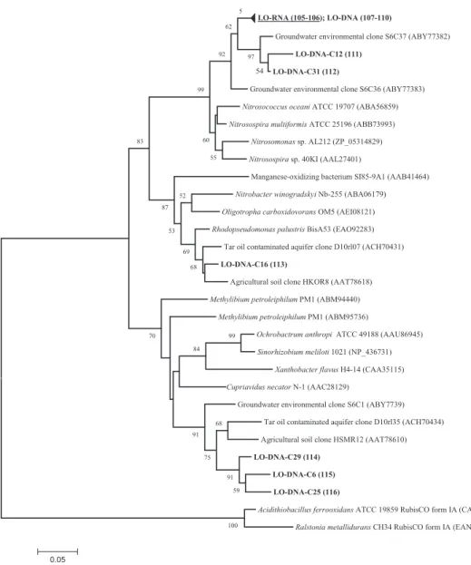 Fig. 2. Neighbour-joining tree calculated from deduced amino acid sequences of form IC RubisCO genes obtained from sampling station LO and sequences retrieved from NCBI database