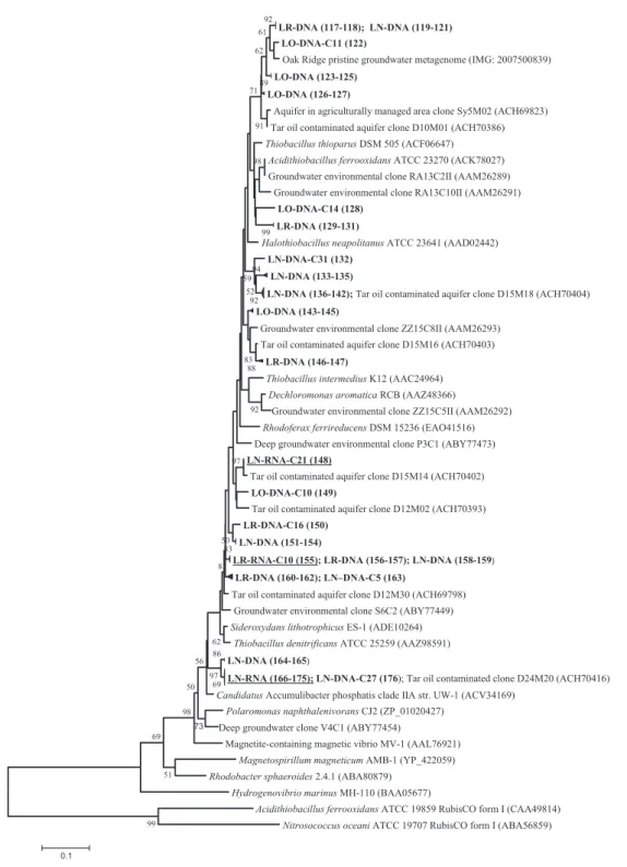 Fig. 3. Neighbour-joining tree calculated from deduced amino acid sequences of form II RubisCO genes obtained from sampling stations LO, LR and LN and sequences retrieved from IMG and NCBI database