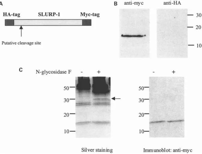 Figure 1. SLURP-1 is a non-glycosylated protein whose signal sequence of SLURP-1 is cleaved during processing