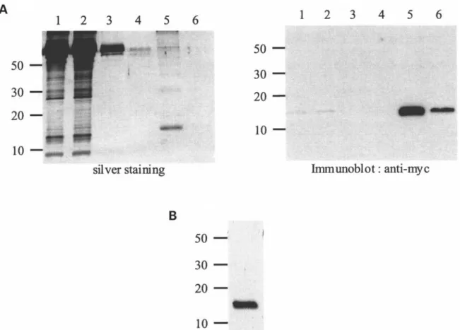 Figure 2. Purification of SLURP-1 from culture medium. (A) 293T-SLURP-1 stable cell line were generated by calcium phosphate transfection and Zeocin selection
