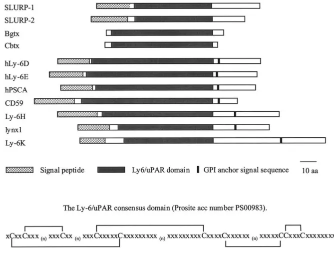 Figure 5. Comparison of domain constitution between members of the Ly-6/uPAR family and snake venom toxins