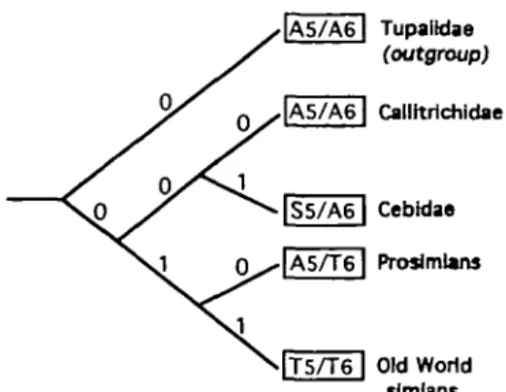 Figure 27 Phylogeny of sweetness reception in primates: the most parsimonious solution