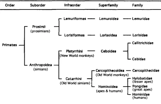 Figure 9 Simplified classification of the living primates used in the present work, based on Simons (1972); also see Martin (1990) and Conroy (1990)