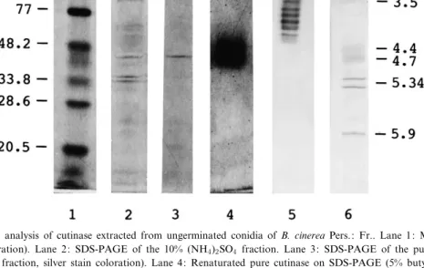 Fig. 1. Electrophoretic analysis of cutinase extracted from ungerminated conidia of B