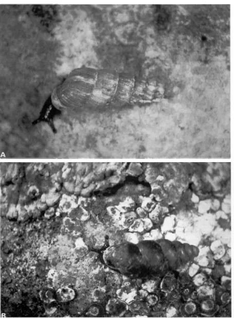FIG. 1. Adult snails. A, Balea perversa (shell height 9-8 mm); B, Chondrina clienta (shell height 6-1 mm).