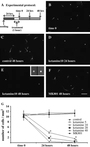 FIG. 1. Short-term (1 h) exposure to ketamine at concentrations of  10 lg/ml triggers apoptosis of developing GABA-positive neurons