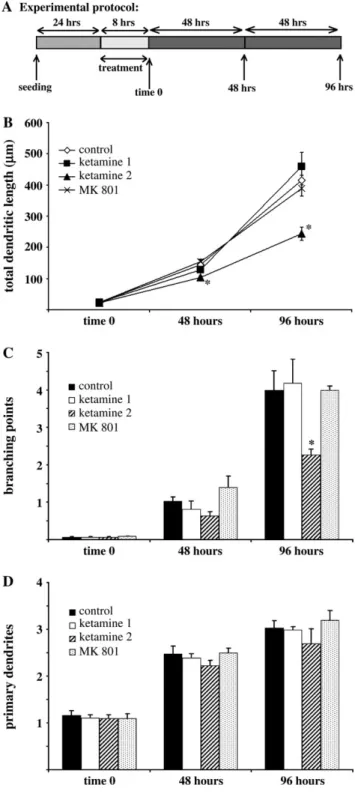 FIG. 4. Quantitative assessment of dendritic development after a 4-h-long ketamine and MK 801 exposure