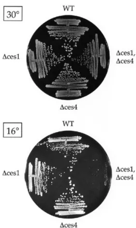 Figure 1. Disruption of CES1 and CES4 elicits a cold-sensitive growth phenotype. The singly deleted ∆ces1 and ∆ces4 strains and the ∆ces1 ∆ces4 double deletion strain were constructed as described in Materials and Methods.