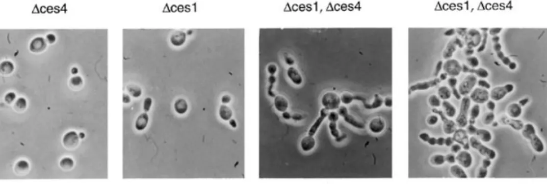 Figure 2. Aberrant morphology of ∆ces1 ∆ces4 cells. The singly deleted ∆ces1 and ∆ces4 strains and the ∆ces1 ∆ces4 double deletion strain were grown in liquid cultures of YPD medium at 25  C