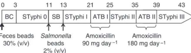 Fig. 1. Time schedule of continuous intestinal fermentation experi- experi-ments during different treatment periods: BC, beads colonization; STyphi 0, stabilization of the system, days 3–10; SB, addition of Salmonella Typhimurium M557 beads, days 11 and 13