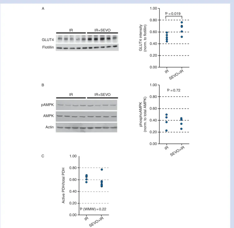 Fig 5 GLUT4 expression, AMPK, and PDH activities in untreated hearts (IR) or in hearts exposed to sevoflurane (2 vol%, IR+SEVO)