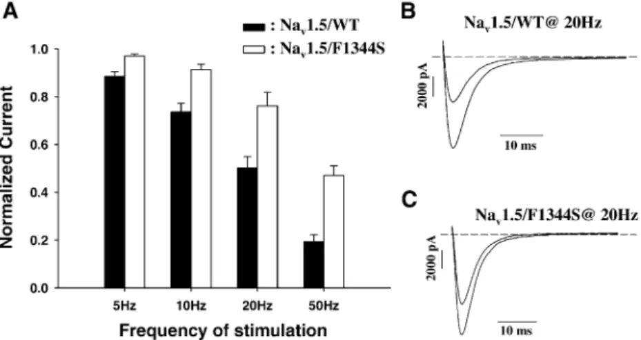 Fig. 6. (A) Development of slow inactivation of Na v 1.5/WT and Na v 1.5/F1344S sodium channels
