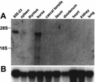 Fig. 2. chBAFF gene expression pro®le. (A) chBAFF cDNA was used to probe a northern blot containing RNA from various chicken tissues and of the chicken T cell line 855-23 (31)