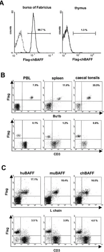 Fig. 5. Binding of chicken and mammalian BAFF to chicken lymphocytes. Binding of Flag-chBAFF to isolated cells from (A) bursa of Fabricius or thymus and (B) cecal tonsils, spleen or peripheral blood lymphocytes from 7-week-old birds was analyzed by ¯ow cyt