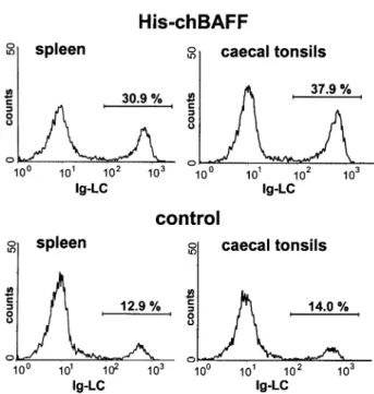 Fig. 7. Increased B cell numbers in chicks treated with recombinant chBAFF. Effect of i.p