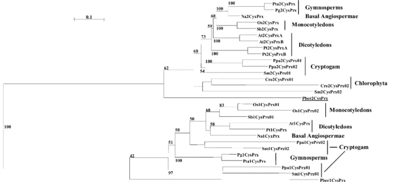 Fig. 3. Screeshot of PeroxiBase toolbar with detailed options. The toolbar includes various sections