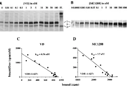 Figure 2. Functional ligand binding to wild type VDR. One microlitre of in vitro synthesized [ 35 S]methionine-labelled wild type VDR was preincubated with the indicated concentrations of VD (A) or MC1288 (B)