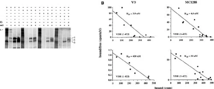 Figure 3. Functional ligand binding to truncated VDR. The [ 35 S]methionine-labelled truncated receptor proteins VDR (1–423), VDR (1–422) and VDR (1–421) were obtained by in vitro transcription/translation of respective PCR-generated DNA templates (A)