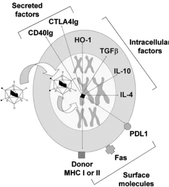 Fig. 1. Schematic illustration of the variety of modalities based on genetic modification of the donor organ