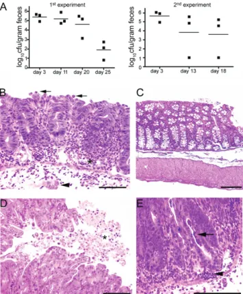 Figure 1. Development of colitis in C57BL/6 mice gavaged intragas- intragas-trically with Salmonella serovar Typhimurium