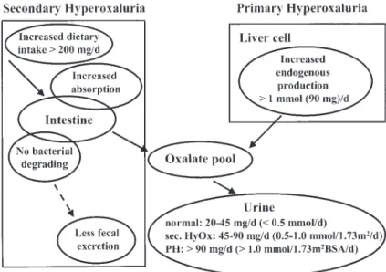 Fig. 1. Pathways of primary and secondary hyperoxaluria.