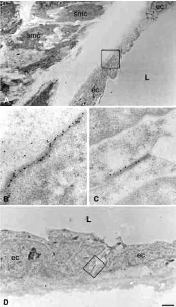 Fig. 2. Cx40 and Cx37 form gap junction plaques between endothelial cells of large arteries
