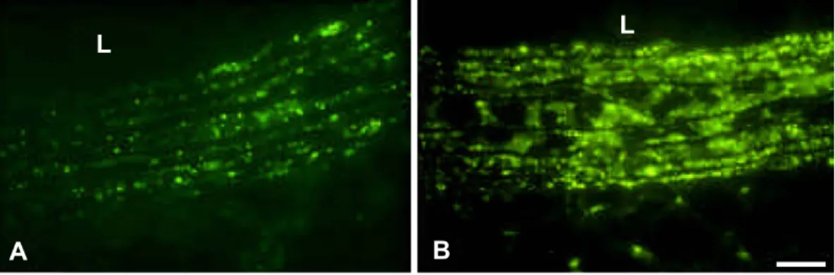 Fig. 3. Cx43 expression is upregulated in the smooth muscle cells of aorta of chronically hypertensive rats