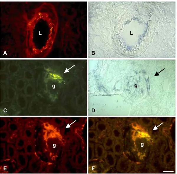 Fig. 4. Cx40 is expressed in the interlobular and afferent arterioles of rat kidney. Immunostaining with specific antibodies (A) and in situ hybridization with selective antisense cDNA probes (B) show that Cx40 is expressed by the endothelial cells of inte