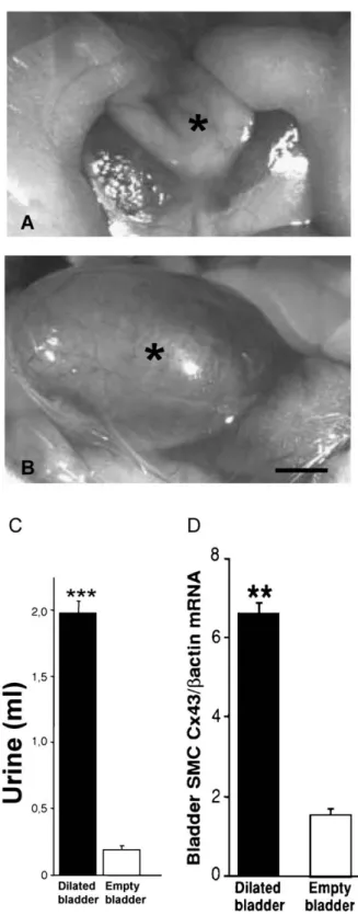 Fig. 6. Stretching of smooth muscle cells increases Cx43 expression. In control rats, the bladder (asterisk) contains at rest a minimal volume of urine (A)