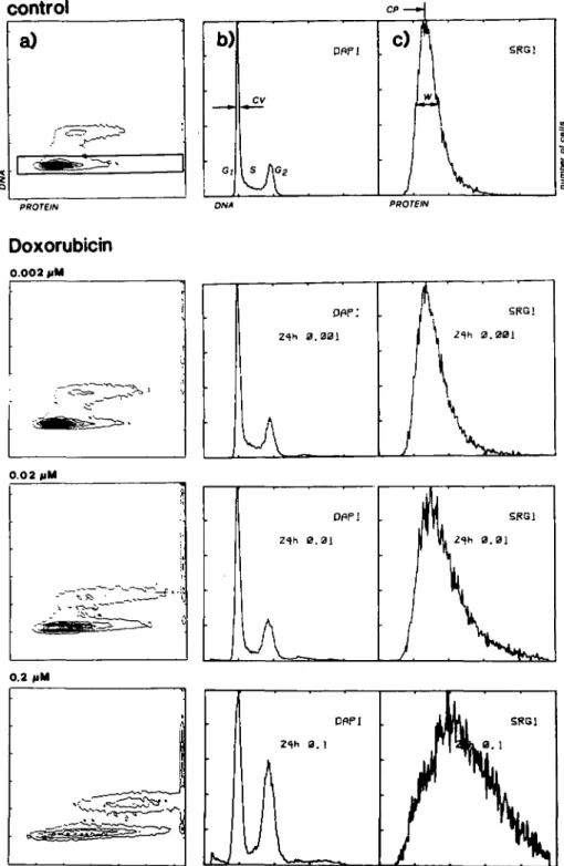 Fig. 2. Analysis of cellular DNA and protein content, (a) Gate for protein analysis in G, cells defined in the contour plots, (b) Analysis of DNA parameters [coefficient of variation of G r phase cells (CV GI ) and  G r , S- and G 2 -phase calculations] fr