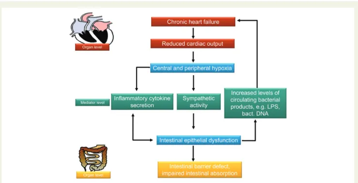 Figure 2 The heart and the gut in the pathophysiology of chronic heart failure. Chronic heart failure will cause a reduction in cardiac output which in turn will cause central and peripheral hypoxia