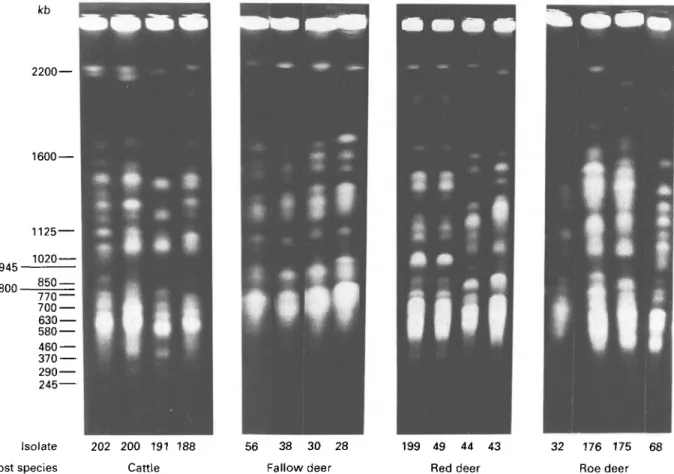 Fig. 4. Molecular karyotypes of Trypanosoma (Megatrypanum) theileri from cattle and Megatrypanum trypanosomes from European Cervidae, generated by pulsed-field gradient gel electrophoresis
