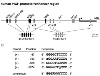 Figure 1 Transcription factor binding elements in the human PlGF promoter/enhancer region.