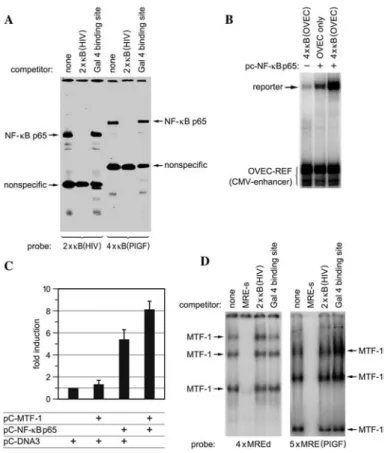 Figure 2 NF-kB p65 binds to the PlGF promoter in a transcriptionally active form.